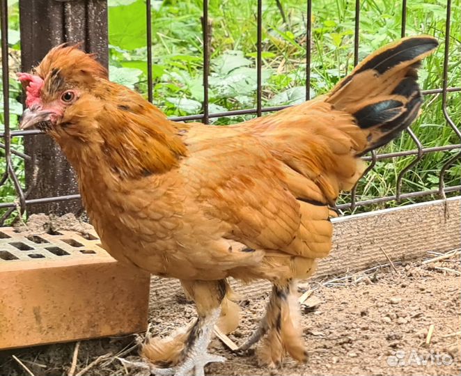 Алтайская бентамка