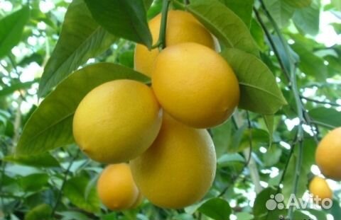 Саженцы лимона