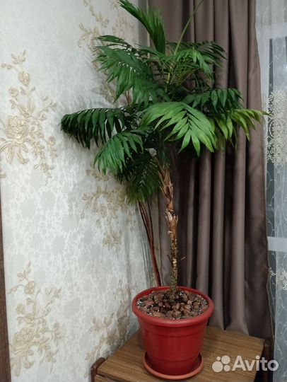 Пальма хамедорея