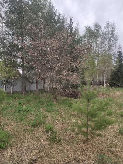 Участок 6 сот. (СНТ, ДНП)