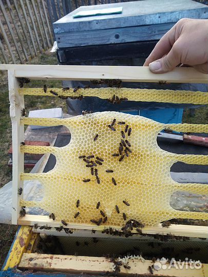 Пчелы, рой пчёл среднерусской породы