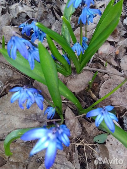 Растения многолетние разные