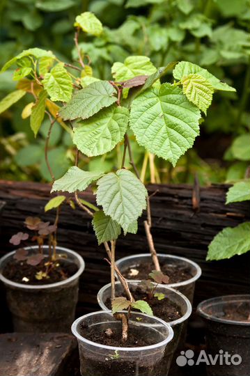 Сеянцы лещины и фундука краснолистного