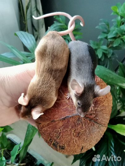 Сатиновые мышки