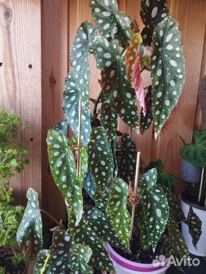 Бегония макулата