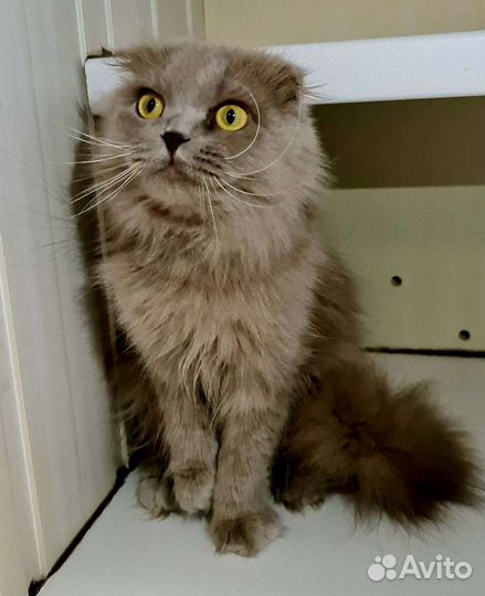 Кошка в дар