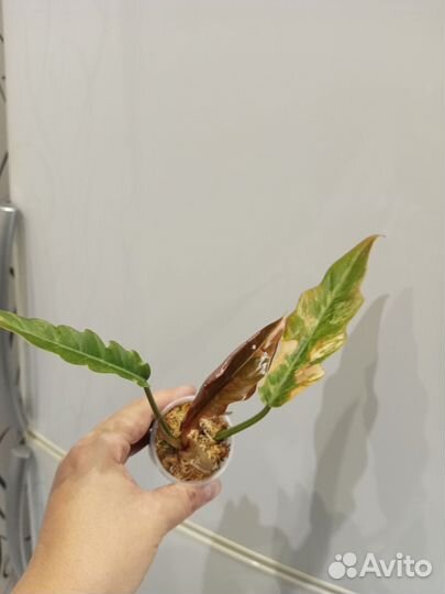Филодендрон карамель марбл вар