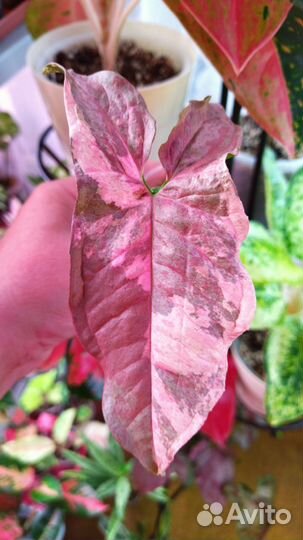 Сингониум marble double variegated