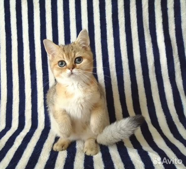 Британские котята золотого окраса