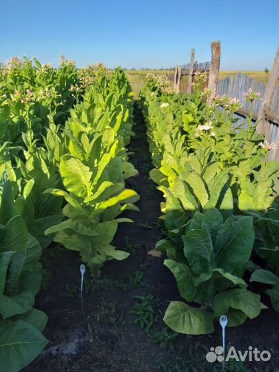 Семена табака