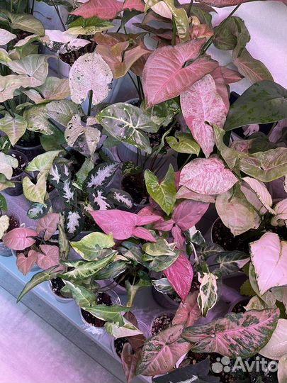 Сингониумы сортовые