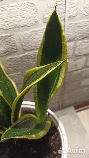 Сансевиерия разные сорта