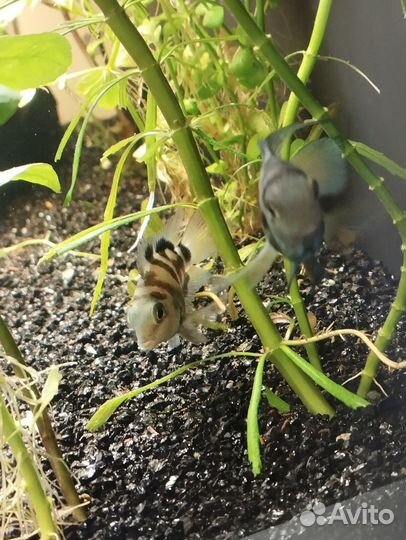 Аквариумные рыбки