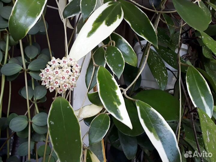 Хойи разных сортов Хойя комнатные цветы