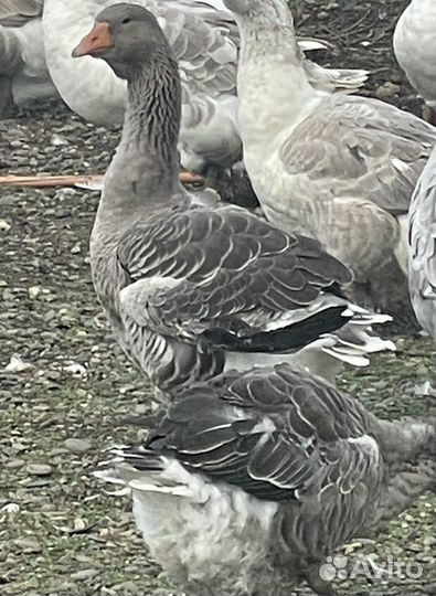 Тулузские гуси