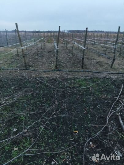 Саженцы малины, разных сортов