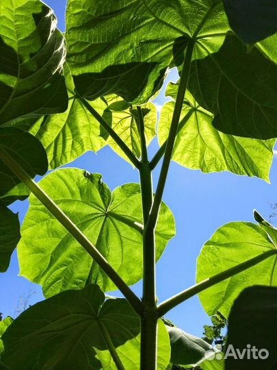 Саженцы павловния