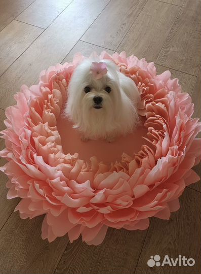 Реквизит для фотосессии новорожденных