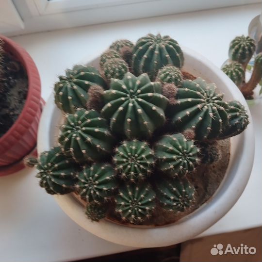 Продам цветы комнатные