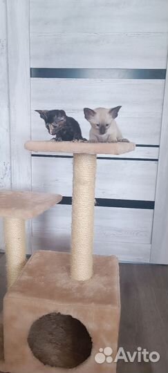 Ориентальные котята