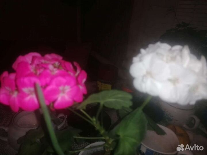 Герань пеларгония