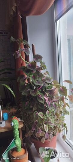 Колеус (крапивка)