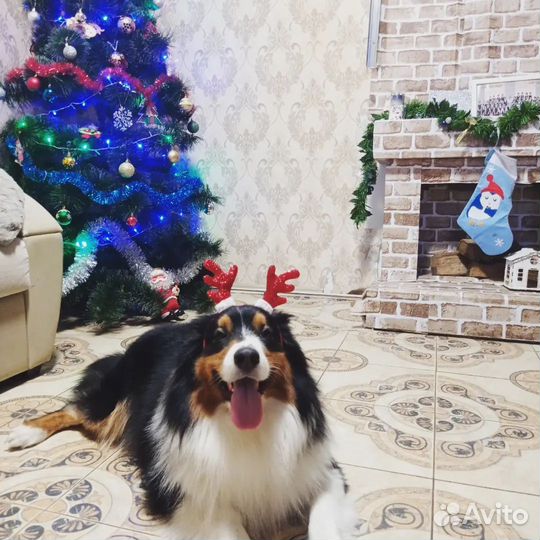 Аусси вязка