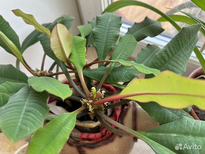 Молочай беложильчатый