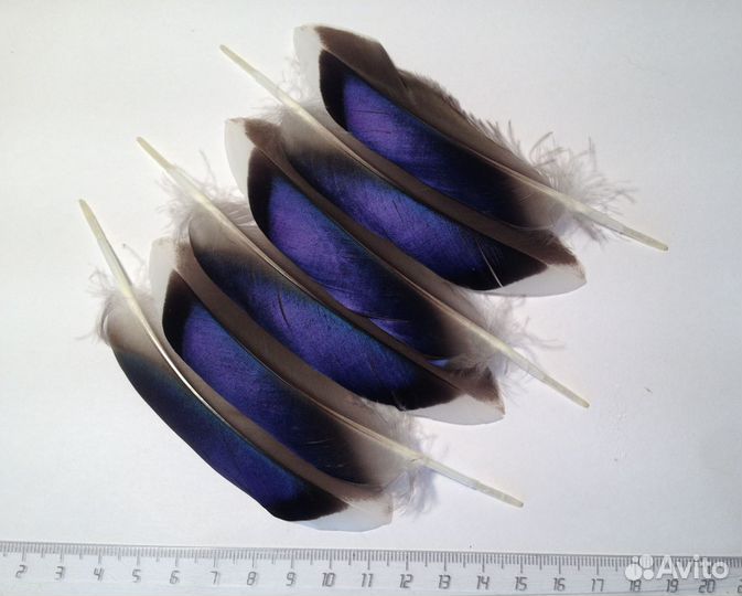 Перья сойки, утки, петуха, куропатки и др