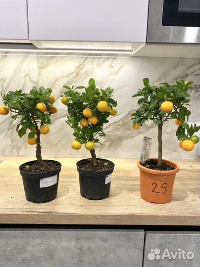 Мандариновое дерево