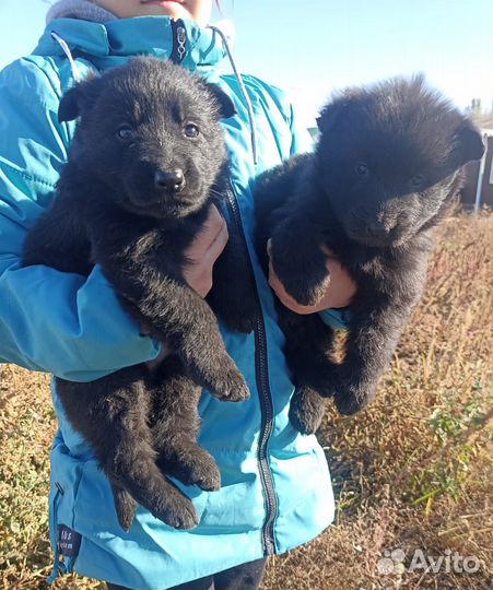 Немецкая овчарка