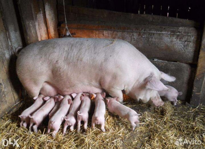 Поросята ландрасы