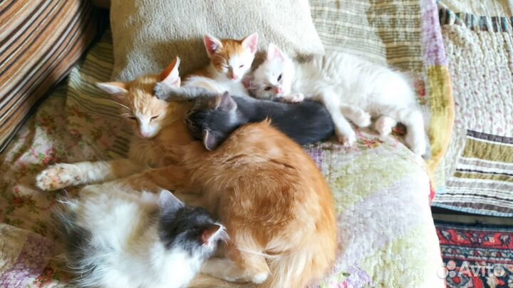 Котята бесплатно в добрые руки