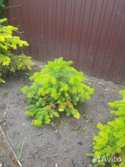 Кавказская пихта