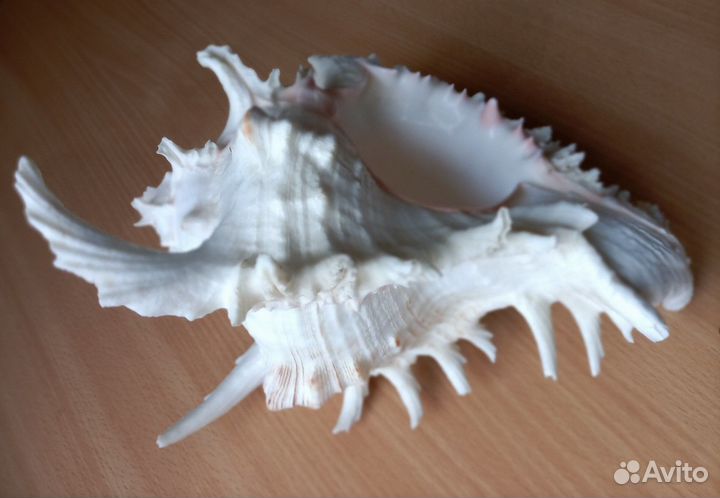 Морская ракушка