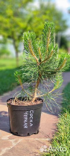 Сосна черная