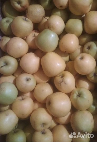 Продаю яблоки