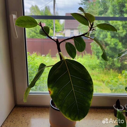 Фикус бенгальский тигр