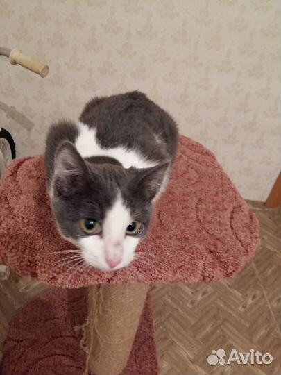 Красивый Маркиз в добрые руки