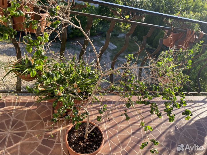 Комнатные цветы фикус Барок взрослый