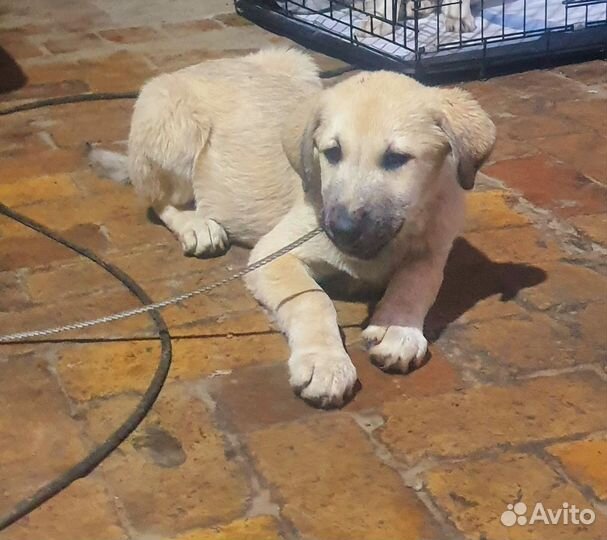 Локи ищет дом