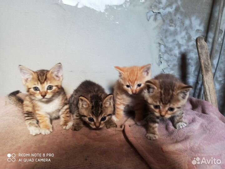 Котята в добрые руки