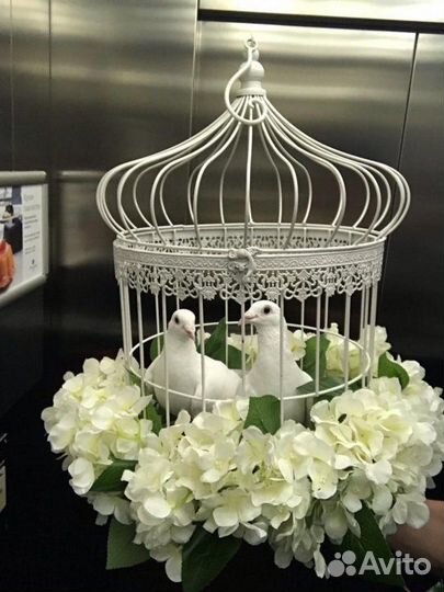 Свадебные голуби