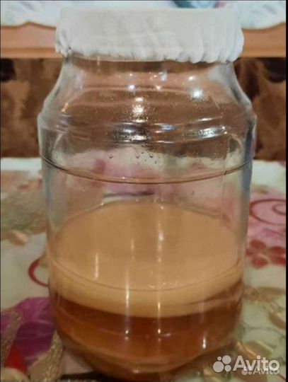 Банка и чайный гриб