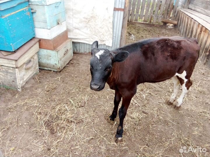 Продам двух тёлочек четырех месячные