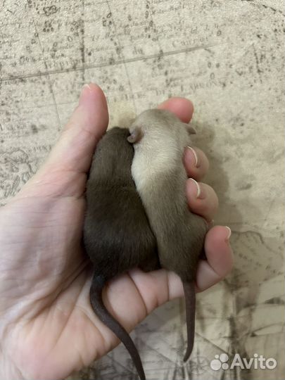 Крысята Дамбо Сиам и Шоколад