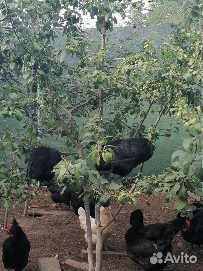 Инкубационное яйцо