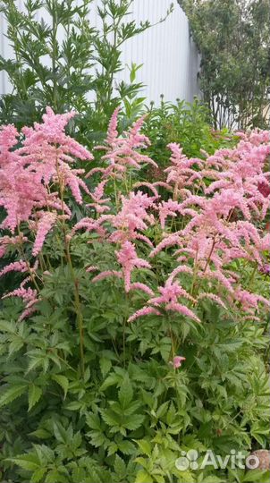 Астильба розовая, сиреневая, кораловая
