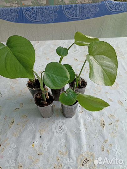 Хойя карноза. Монстера