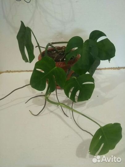 Комнатные цветы